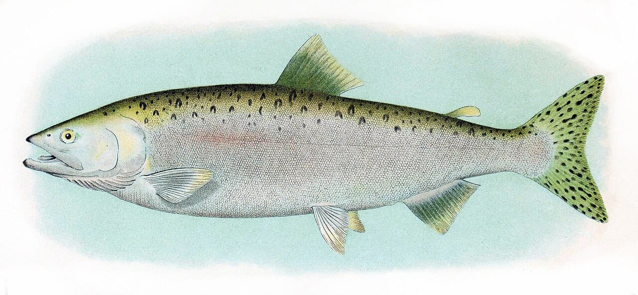 A pink salmon in its ocean form, silver and streamlined.