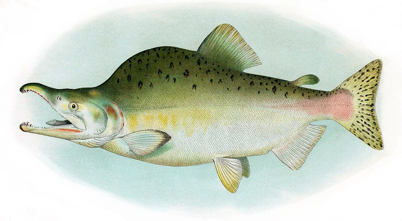 The same species, a male pink salmon in breeding condition. The humped back and hooked jaw develop in fresh water and the fish will not feed again.