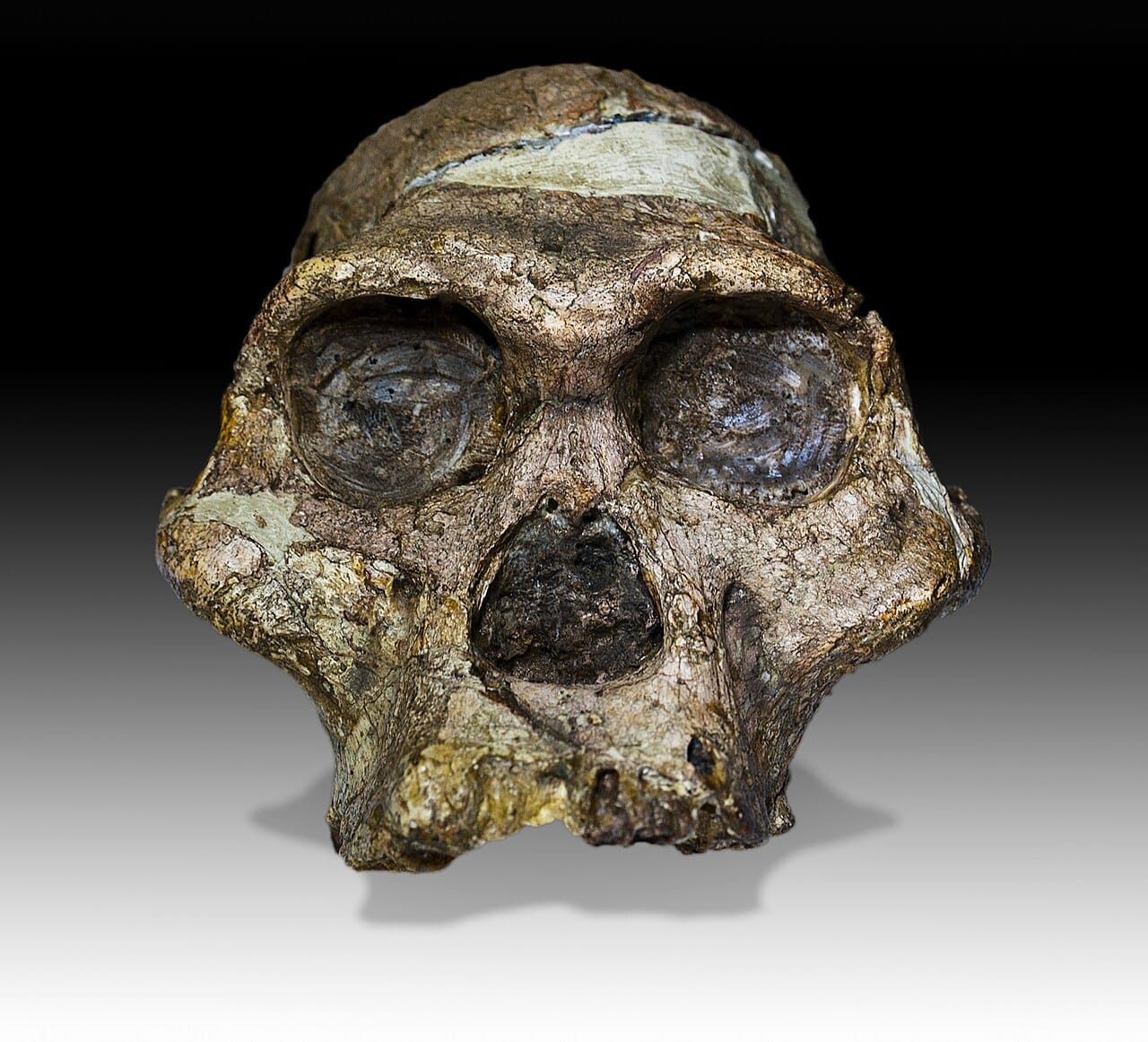 Mrs Ples, an Australopithecus africanus skull from Sterkfontein. Fossils of this genus were long read as savanna dwellers; the associated fauna and isotopes indicate more wooded settings.