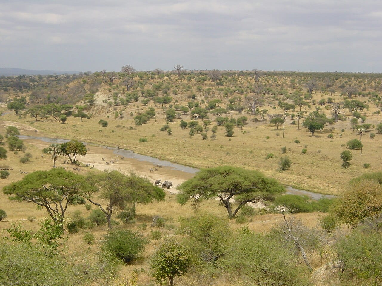 East African savanna. The hypothesis holds that a shift from forest to open grassland selected for upright walking and much else in the human lineage.
