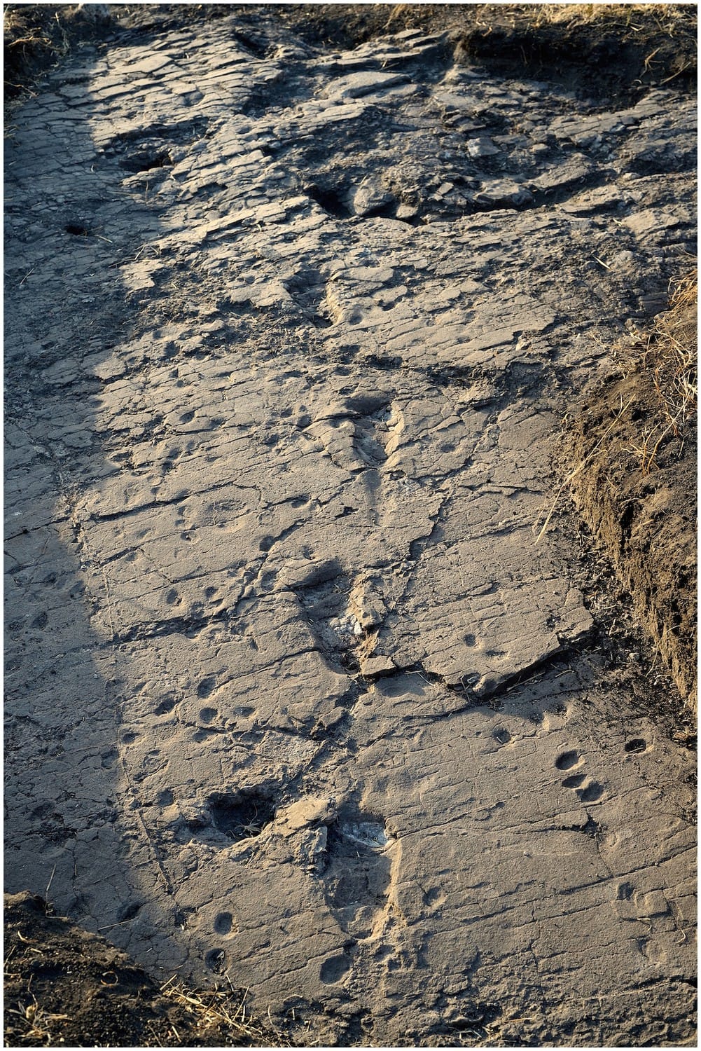 The Laetoli site. Footprints preserved in volcanic ash show a modern striding gait at 3.6 million years, in a mosaic environment rather than open grassland.