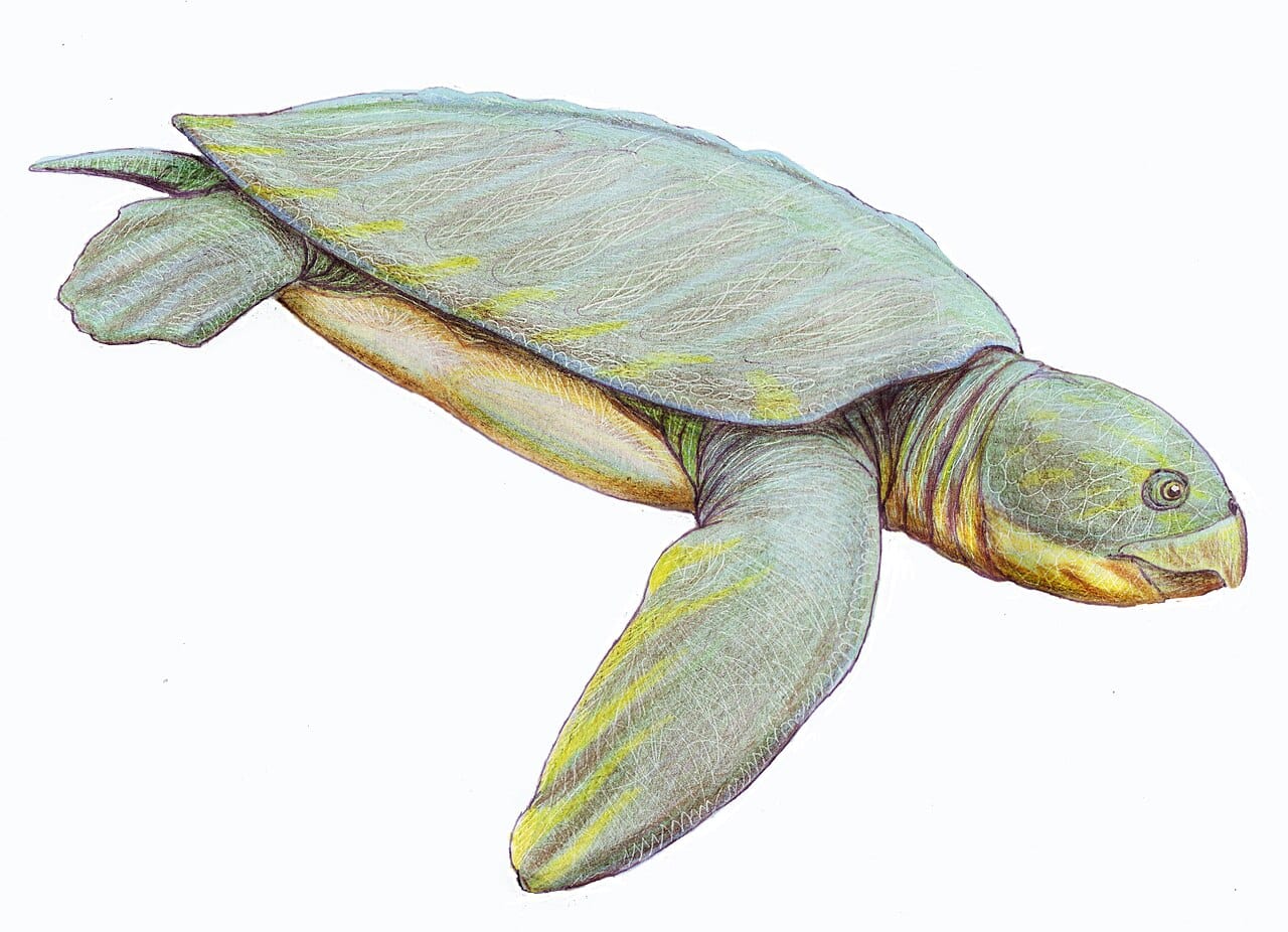 Protostega gigas, a Cretaceous sea turtle from the interior seaway of North America, around three metres long. Marine turtles of the period included species considerably larger than any alive today.