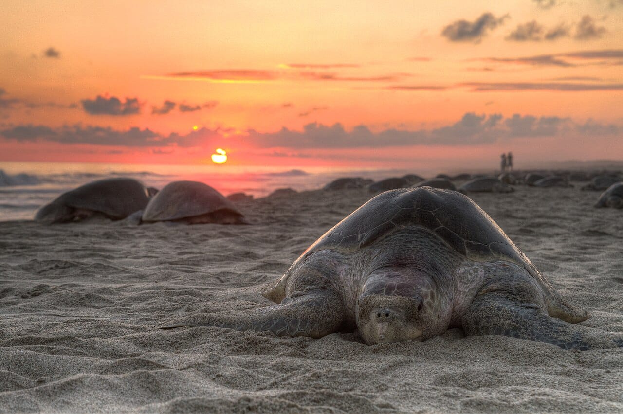 An olive ridley turtle at an arribada nesting beach in Oaxaca. Olive ridleys nest in synchronised mass arrivals in which tens of thousands of females come ashore over a few nights.
