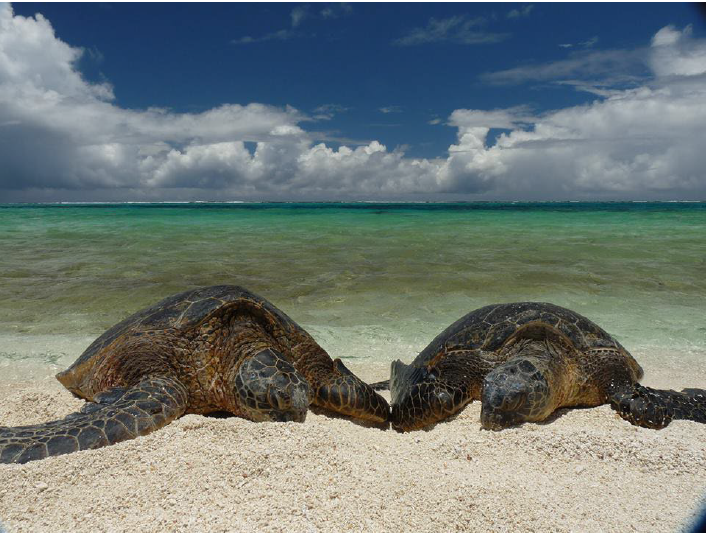 Sea turtles basking in the Papahanaumokuakea Marine National Monument, in the Northwestern Hawaiian Islands. Hauling out to bask is unusual and is regular in only a few populations.