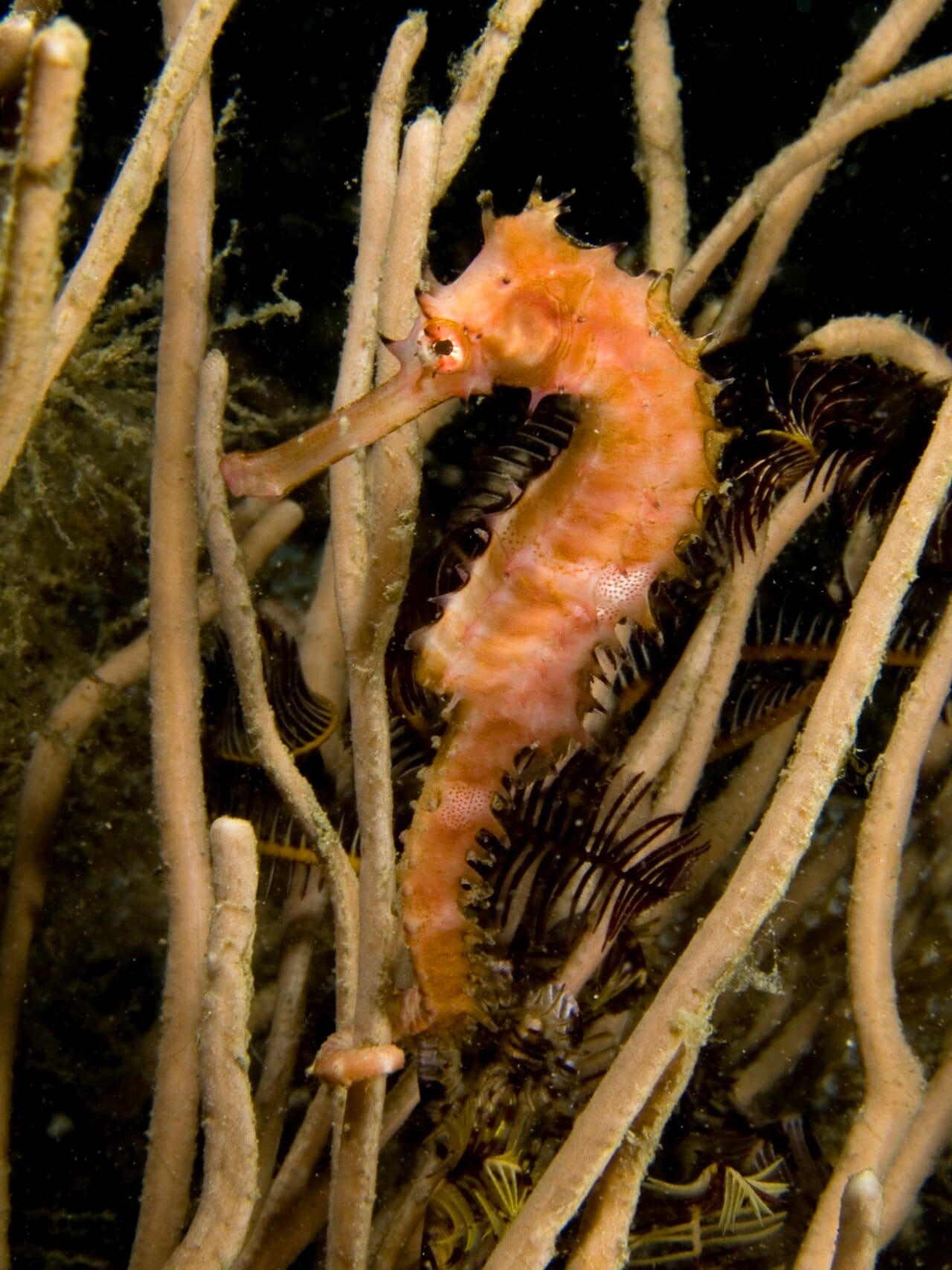 A spiny seahorse. The skin filaments and tubercles that make the outline hard to read differ between individuals and can change over weeks.