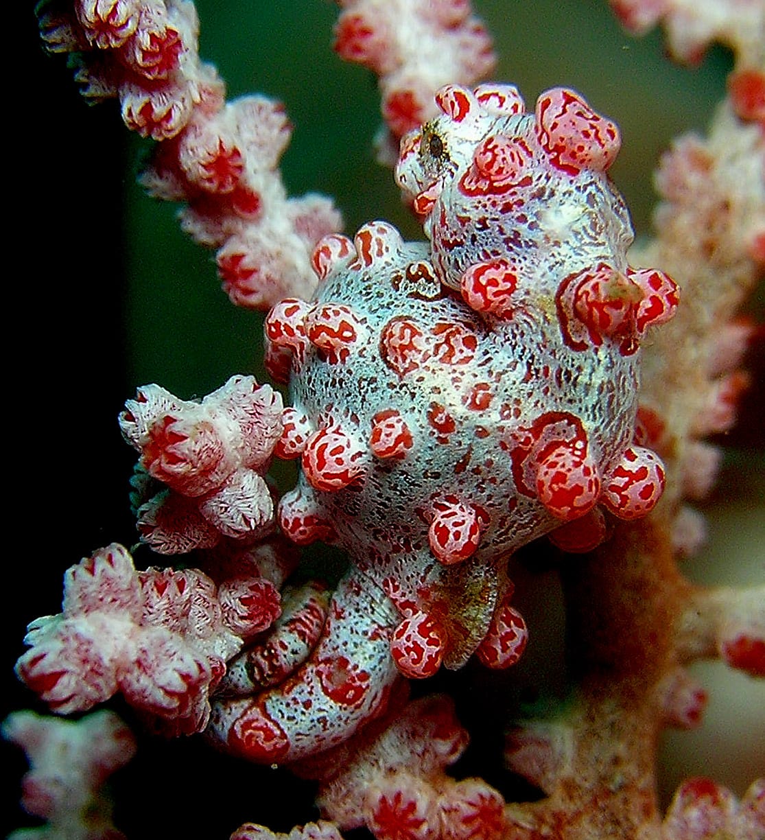 A pygmy seahorse on a gorgonian coral. It is under two centimetres long and its tubercles match the polyps of the specific coral species it lives on.