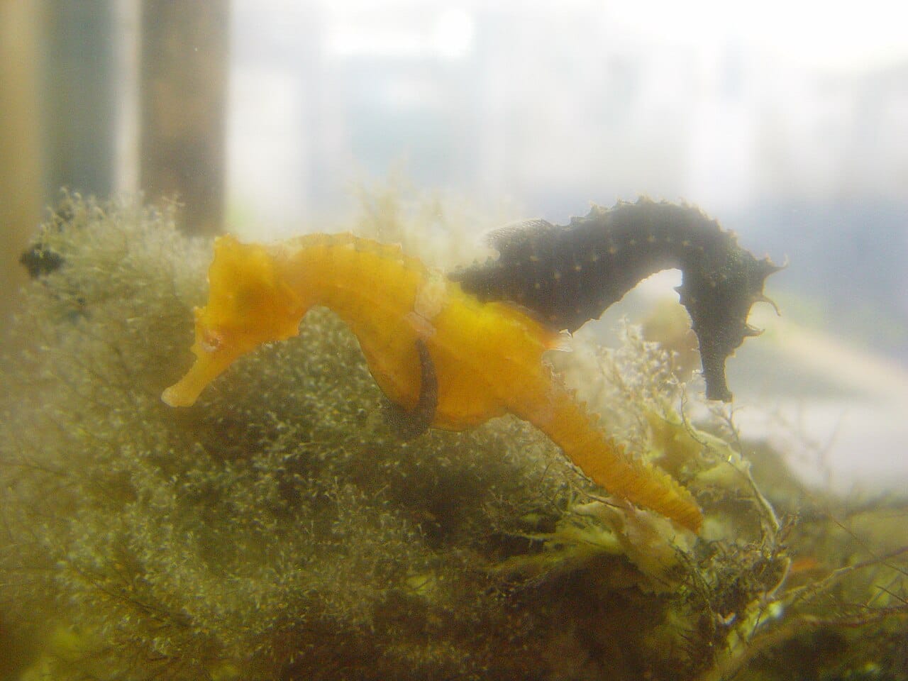 A pair of seahorses in courtship. Daily greeting displays keep pairs synchronised, and courtship can run for several days before the eggs are transferred.