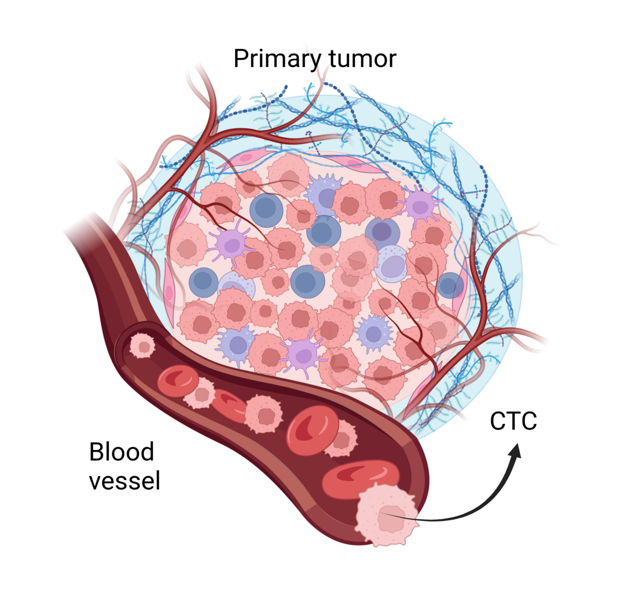 Circulating tumour cells. They are found in the blood of many patients whose disease never spreads, which shows that arrival at a site is not sufficient for growth.