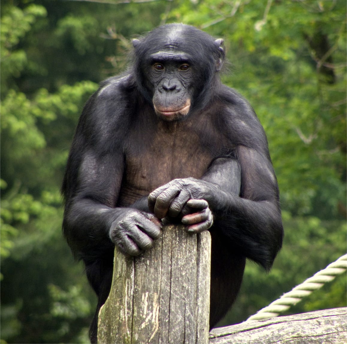 A bonobo. Relative to chimpanzees they show reduced aggression, smaller canines, retained juvenile features and greater tolerance, which is used as an example of self-domestication occurring without human involvement.