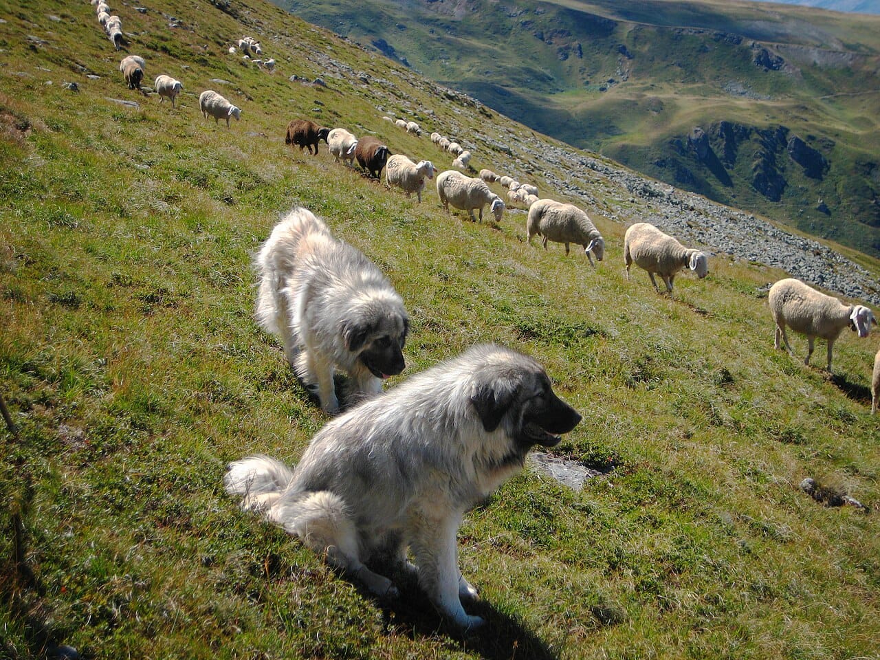 A domestic dog. The traits that recur across domesticated species, shortened face, reduced aggression, extended juvenile behaviour, appear regardless of what each species was bred for.