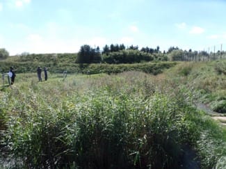 A constructed wetland treating sewage. Reed beds achieve treatment through plants, soil and microorganisms with little energy input, and suit small or dispersed populations.