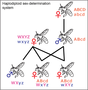 Haplodiploidy in bees, ants and wasps. Fertilised eggs become females and unfertilised eggs become males, so males have half the genetic complement.