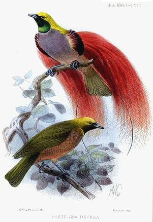 A bird of paradise. Species in which males contribute nothing but genetic material tend toward the most elaborate ornament, which is where the good-genes and runaway accounts are hardest to distinguish.