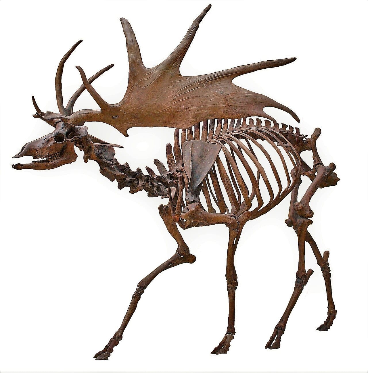 The Irish elk, whose antlers spanned over three metres. Structures like these were the problem sexual selection was proposed to explain.
