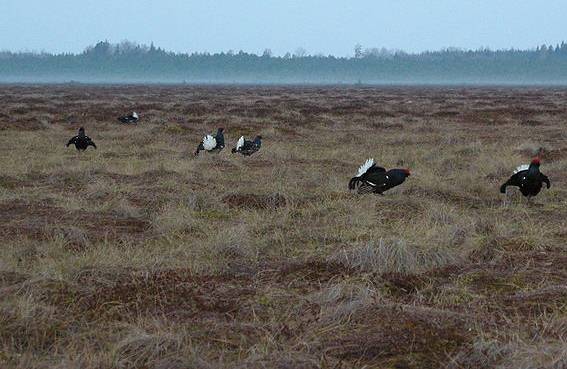 A lek, where males display and females select. In such species males provide nothing but genetic material, which is what makes the benefit of choosiness hard to identify.