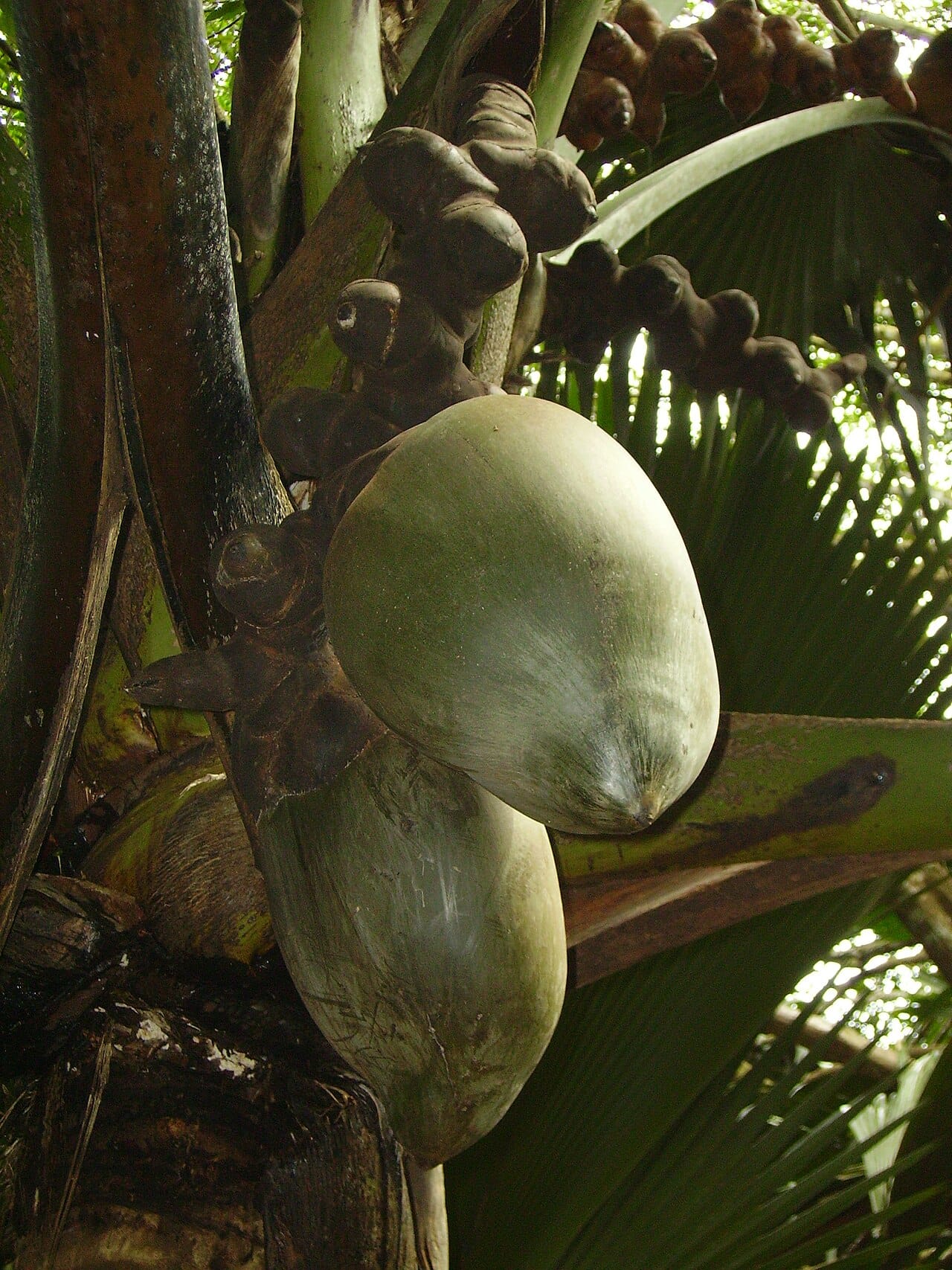 A coco de mer palm. It grows wild only in the Vallee de Mai on Praslin, and its nut is the largest seed of any plant in the world; for centuries nuts washed up on distant shores with no one knowing what produced them.