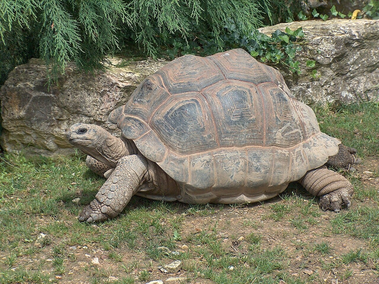 An Aldabra giant tortoise. Around 100,000 live on the atoll, far more than in the Galapagos, and they are the largest surviving population of giant tortoises anywhere.