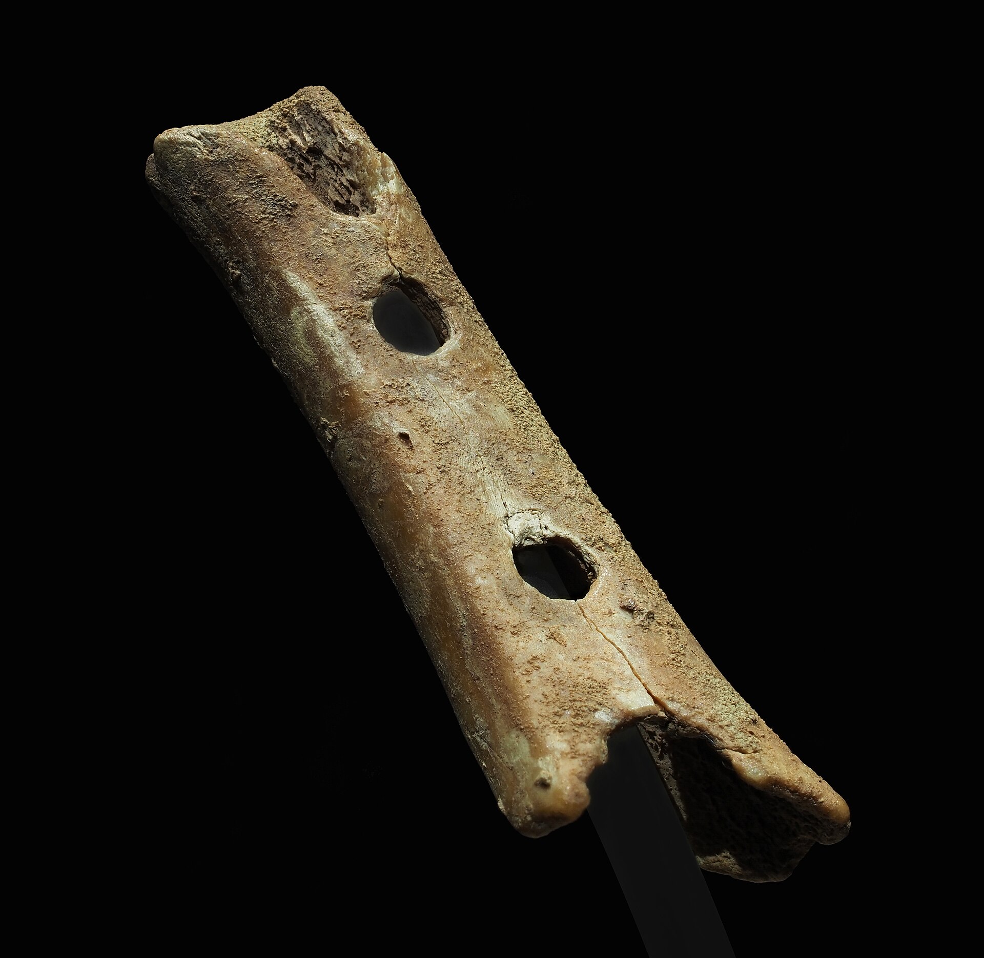 The Divje Babe flute, made from a bone tens of thousands of years ago and argued by some to be the oldest musical instrument. Credit: Petar Milošević (CC BY-SA 4.0).