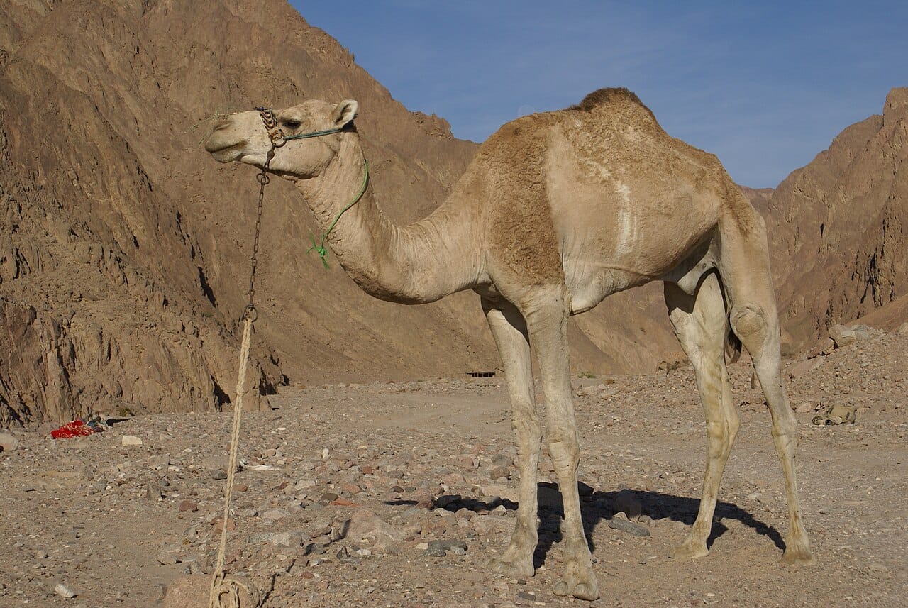 The dromedary camel, superbly adapted to Somalia's dry plains. Somalis herd more camels than any other nation, and in this arid land the animals are a source of milk, meat, transport, and wealth, and a measure of status.