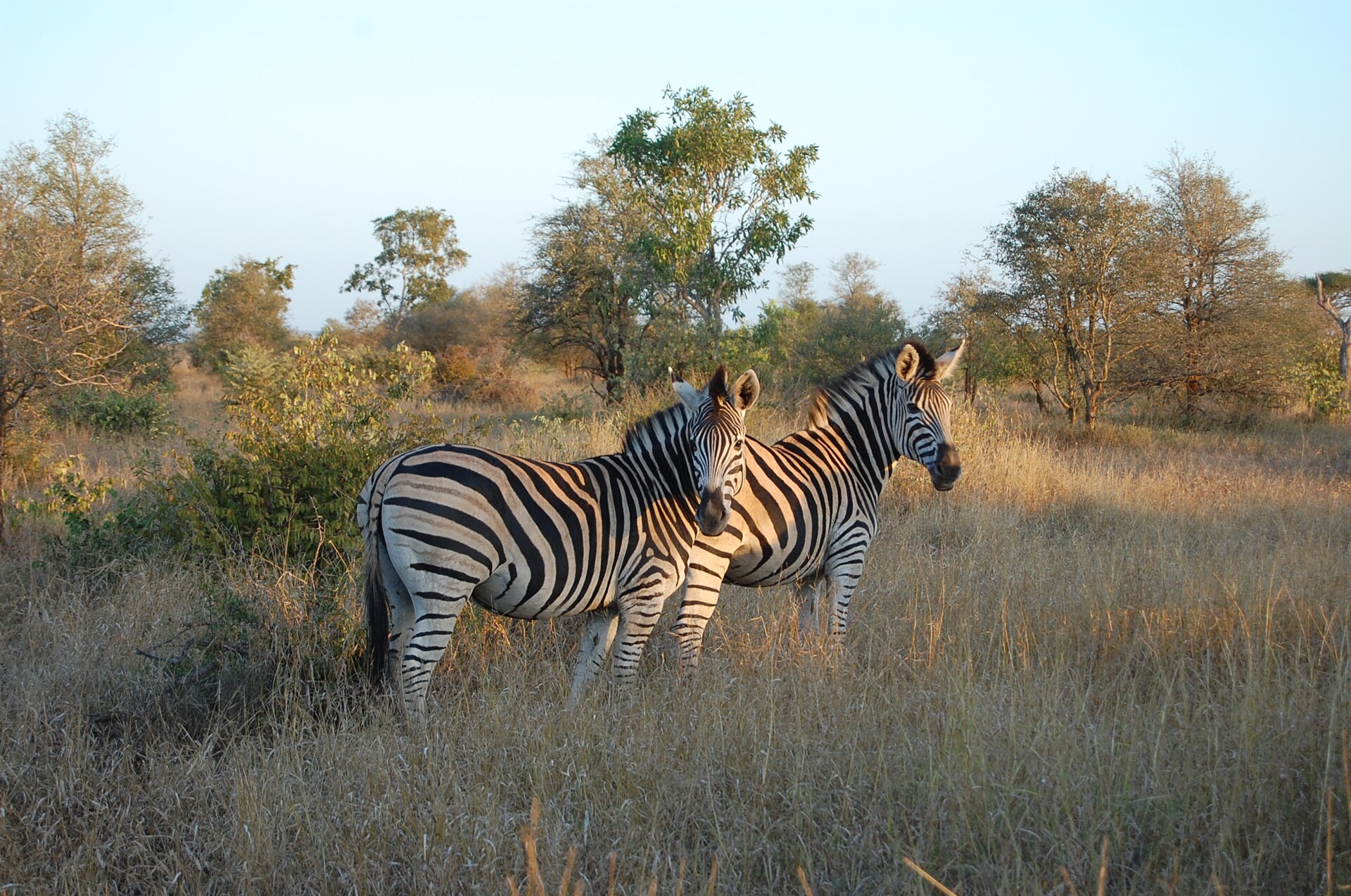 A lion in Kruger National Park, one of the great game reserves that make South Africa a premier safari destination.