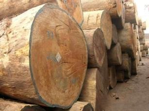 Teak plantation at Loka in the south. South Sudan has fertile land, reliable water, and hardwood forests, and could in principle be a substantial food exporter; war and the absence of roads have left it dependent on imports and aid.