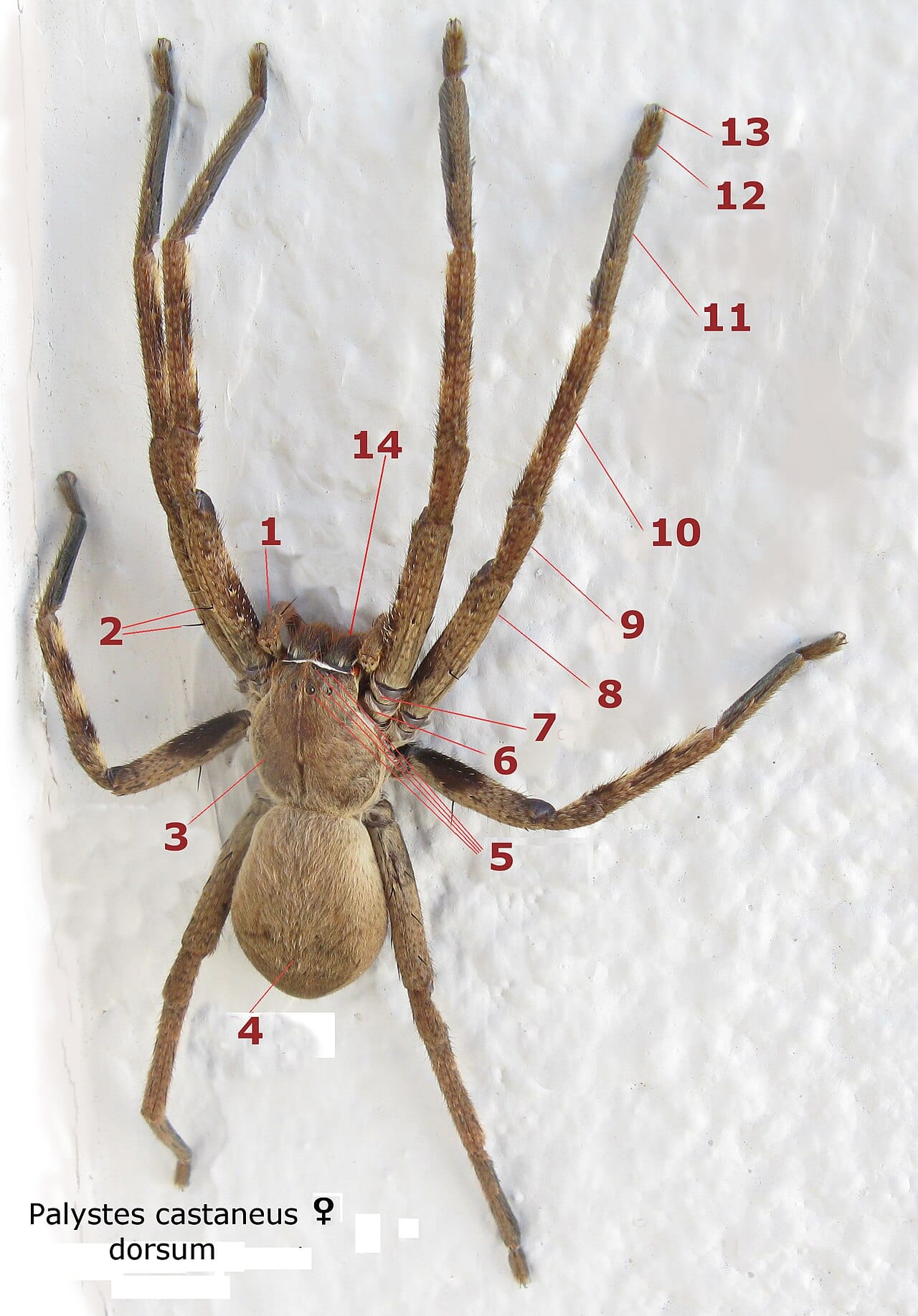 A female huntsman spider, Palystes castaneus, seen from above with the parts labelled. The body has two sections: the cephalothorax bearing the eyes, mouthparts and eight legs, and the abdomen behind it.