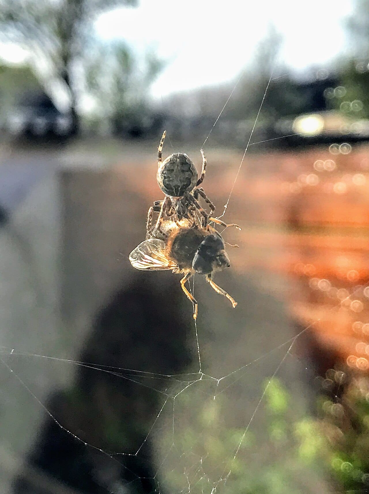 Prey caught in an orb web. The capture spiral is coated in glue droplets and is elastic; the radial threads are dry dragline silk and carry the vibrations the spider reads.