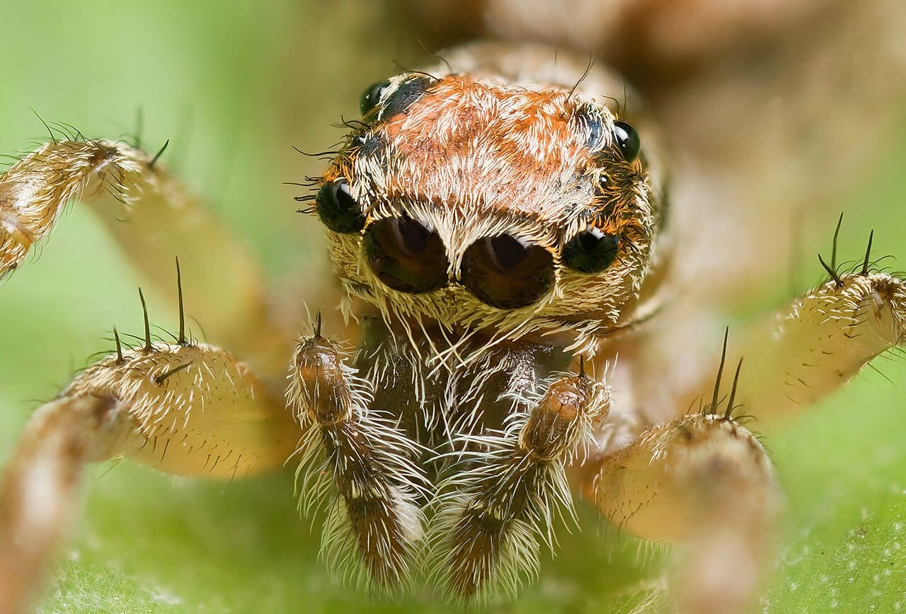 A jumping spider. Salticids have the sharpest vision of any invertebrate of comparable size, with a retina that scans across the visual field behind a fixed lens.
