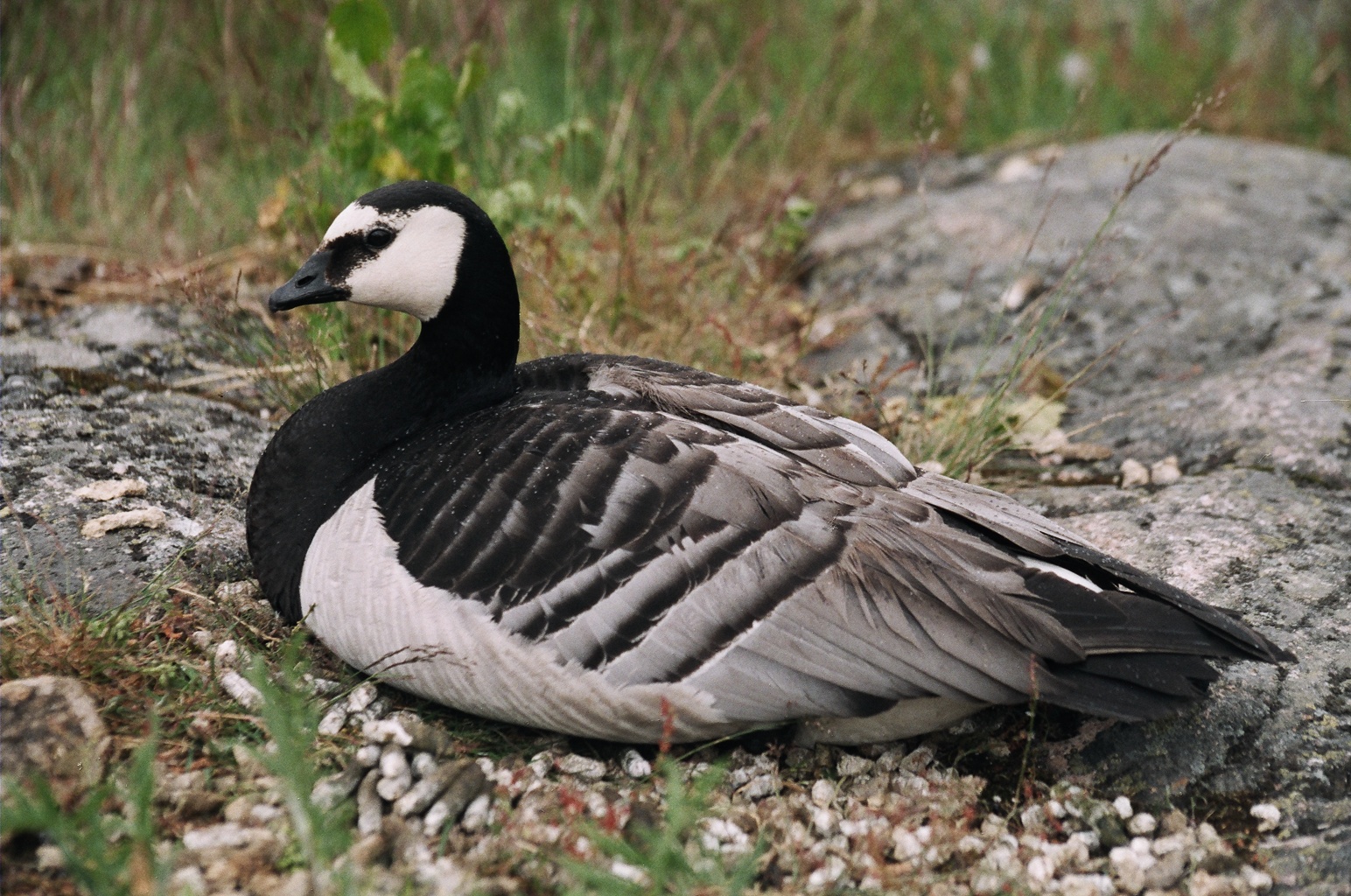 A goose barnacle, the real animal at the root of the medieval myth.