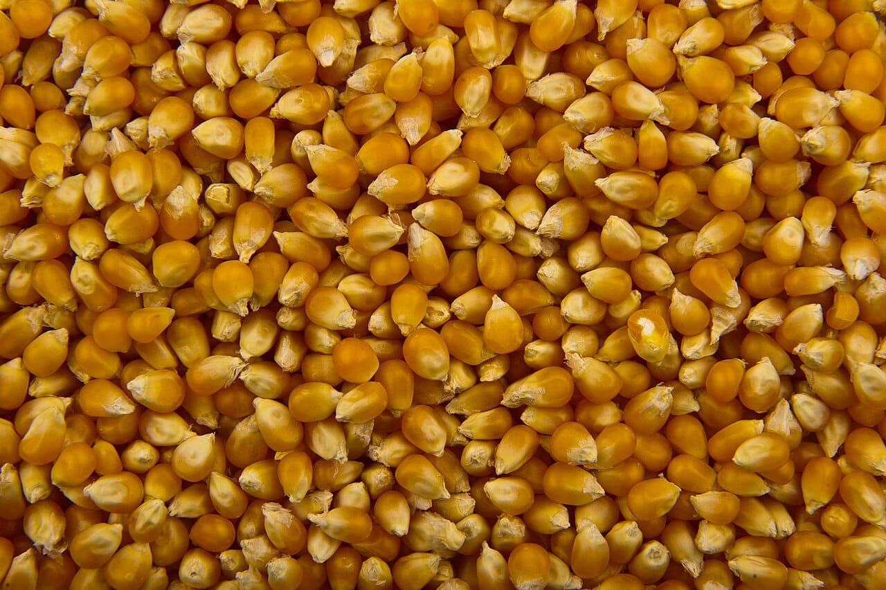 Popcorn, the object of the message at the centre of the affair. Eat popcorn and drink Coca-Cola were the two phrases James Vicary said he had flashed during a film.