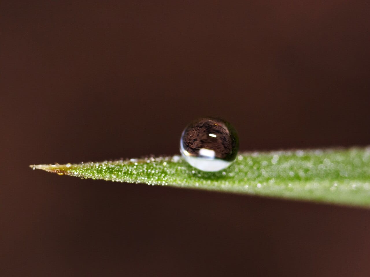A dew droplet about a millimetre across. At this scale surface tension dominates gravity, so the drop holds a nearly spherical shape.