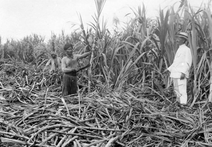 Javanese indentured labourers brought to work the plantations, part of the migration that made Suriname so diverse. Credit: Augusta Curiel (CC BY-SA 3.0).