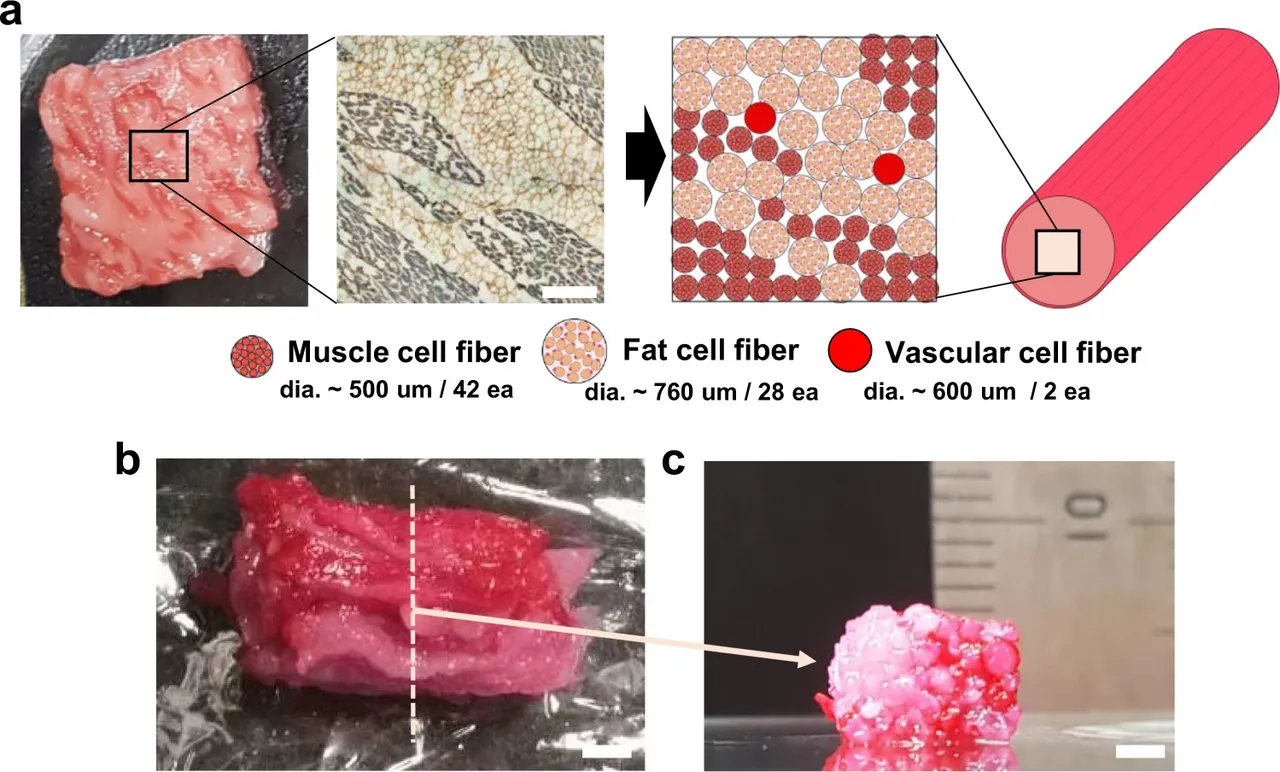 Engineered tissue assembled from several cell types. Constructing biological structure to specification is substantially harder than the engineering analogy implies.