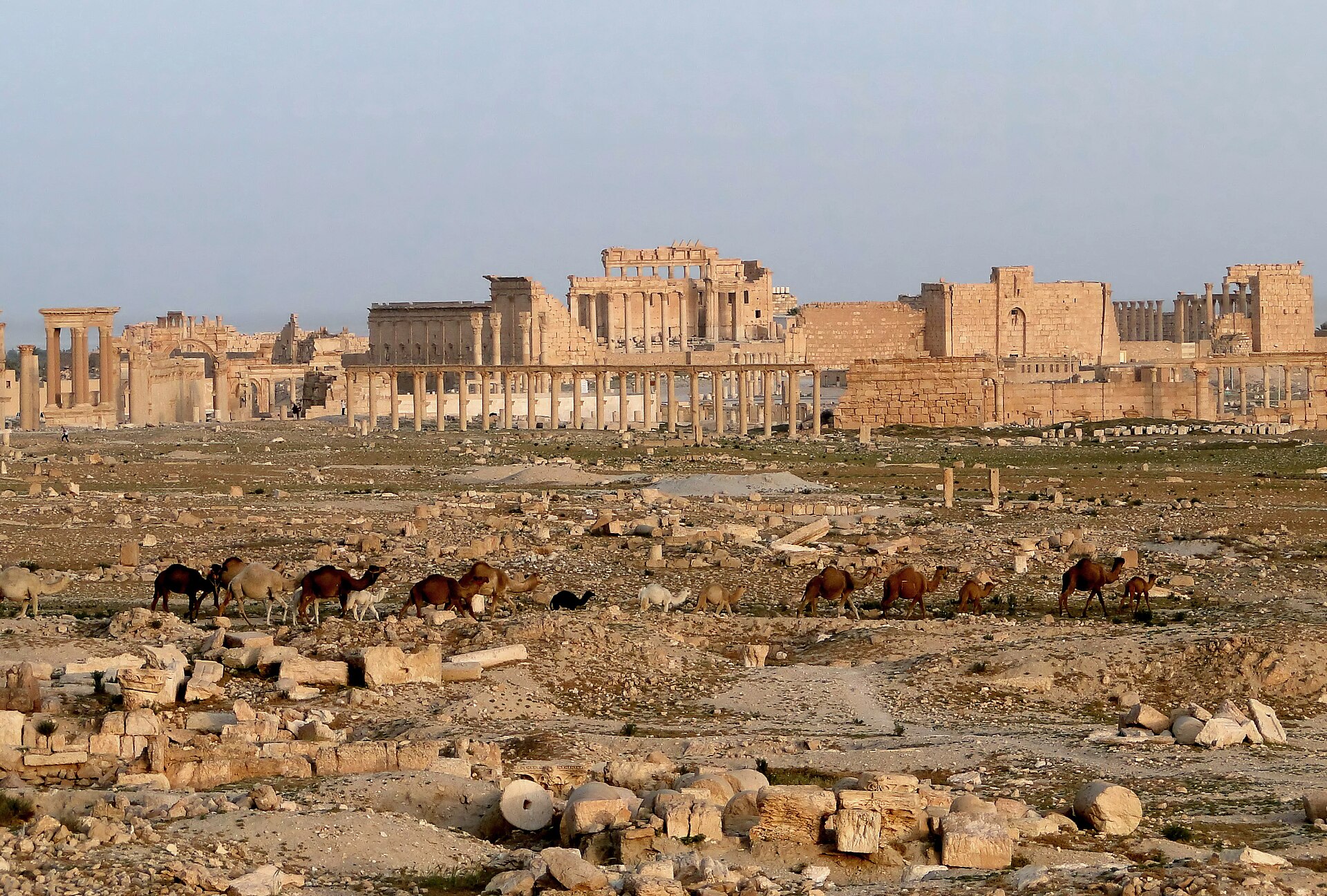 The ruins of Palmyra, a wealthy caravan city of the Roman era in the Syrian desert. Credit: Bernard Gagnon (CC BY-SA 3.0).
