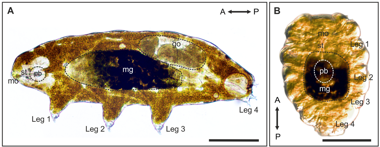 The same species active and in the tun state. In the tun the animal withdraws its legs, expels most of its body water and contracts to roughly a third of its volume.