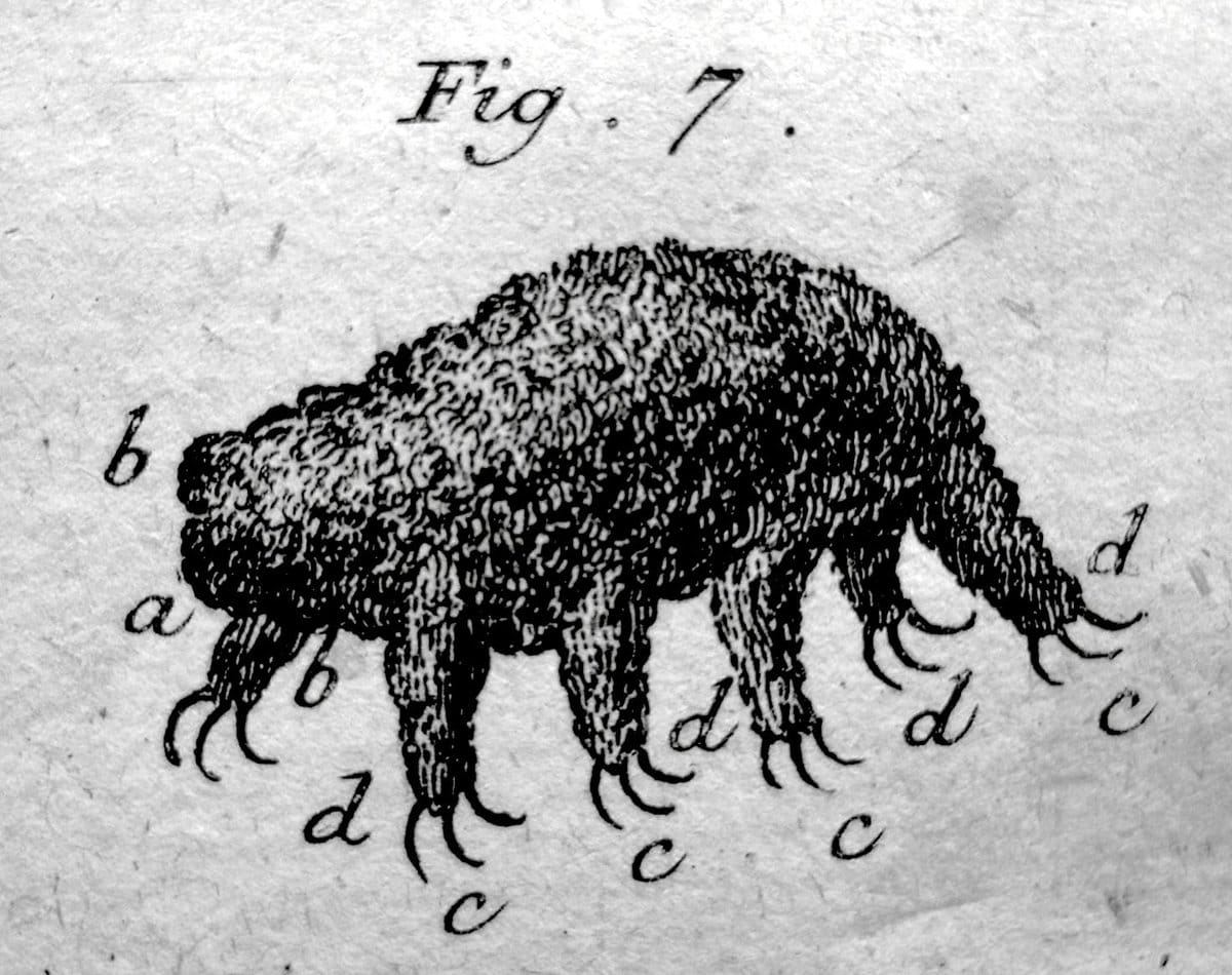 The first published illustration of a tardigrade, from Johann Goeze in 1773, who named it the little water bear for the way it moves.