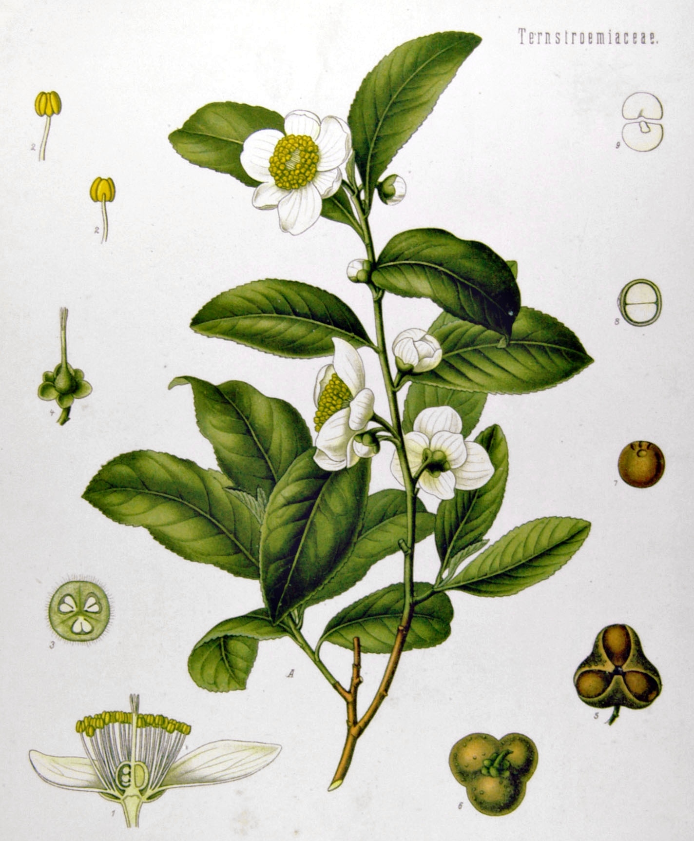 The tea plant, Camellia sinensis, the single source of all true tea.