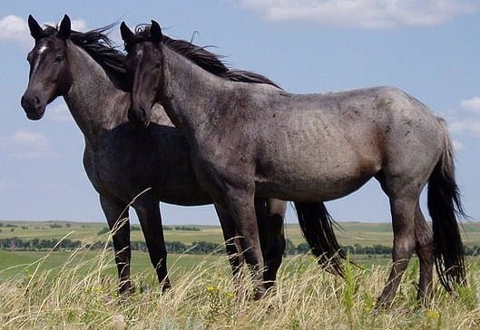 Horses showing the faint leg barring and shoulder stripe that occur in ordinary horses carrying primitive markings. The appearance of stripes on a foal is not evidence of a zebra in the mare's history.