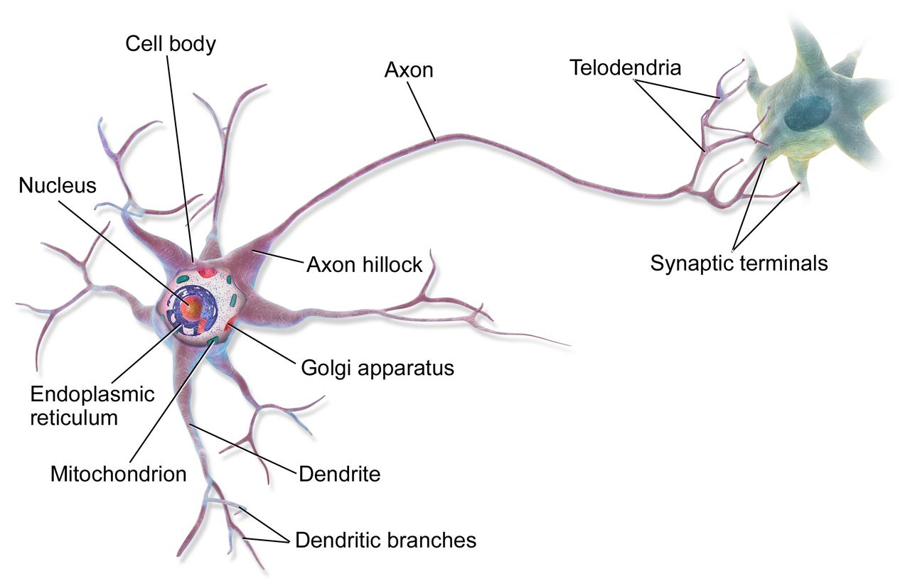A neuron. Only a fraction of the brain's neurons fire at any one instant, which is a fact about efficient coding and not about unused capacity.