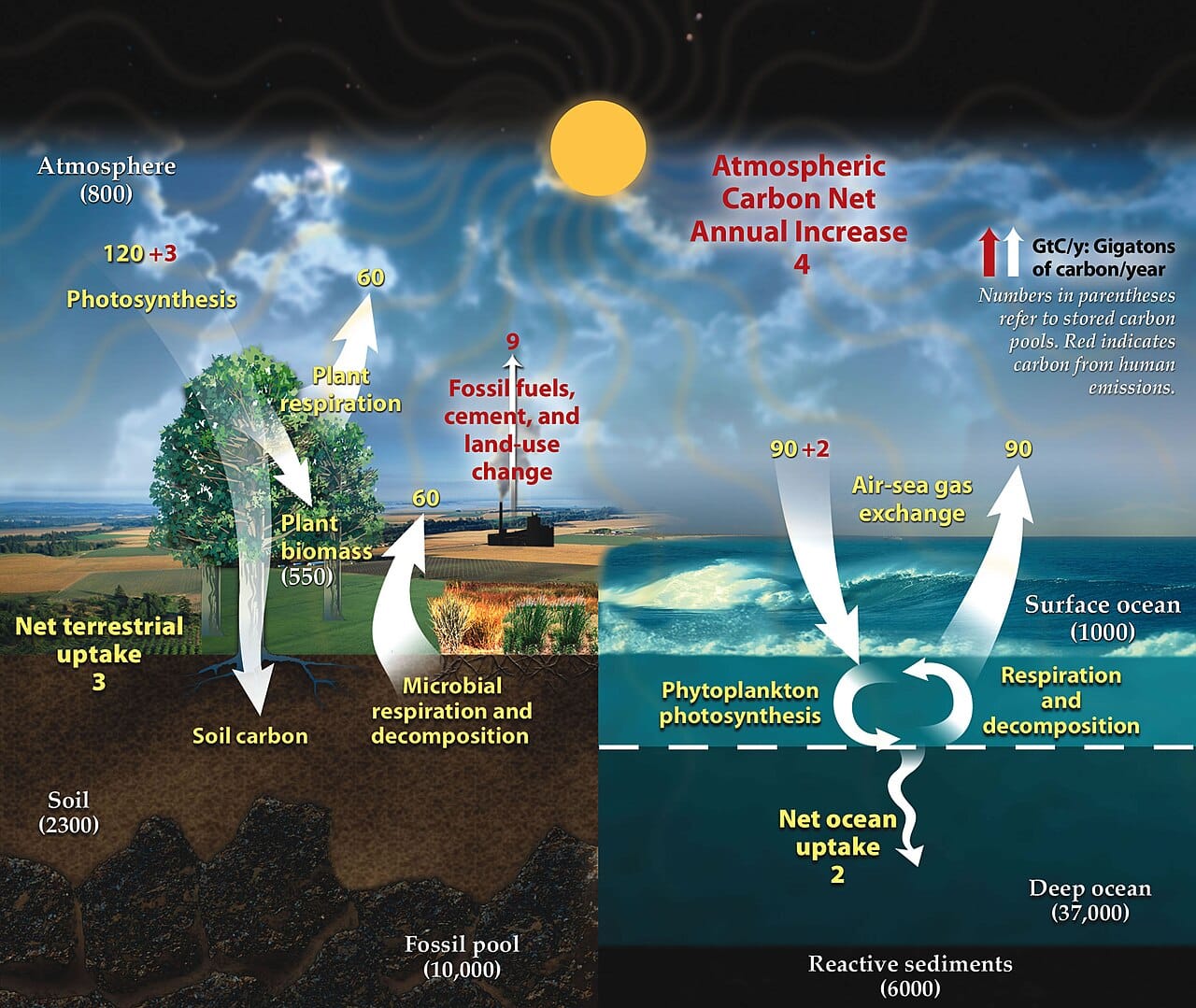 The carbon cycle. Carbon moves between atmosphere, ocean, vegetation and soil on timescales of years to centuries, and between those reservoirs and rock over millions of years.