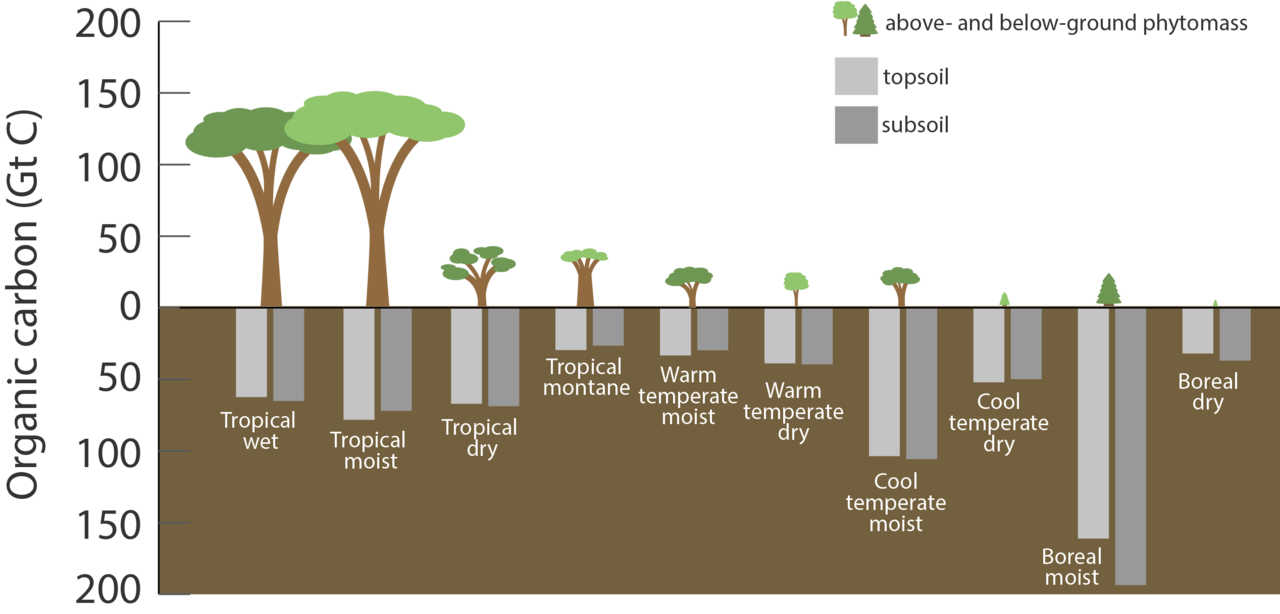 Carbon stored in ecosystems. Soil holds substantially more carbon than vegetation, which is why land use change and soil degradation matter as much as deforestation.
