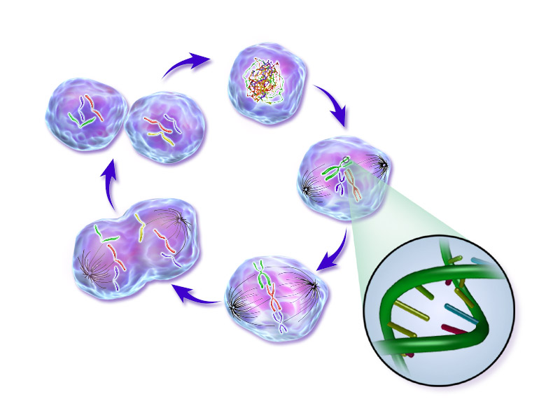 The cell cycle. Growth, DNA replication, further growth and division follow in fixed order, with checkpoints between them.