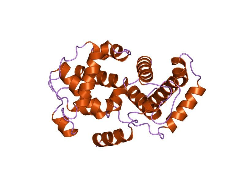 A cyclin protein. Concentrations rise and fall through the cycle, activating the kinases that drive each transition and then being destroyed.