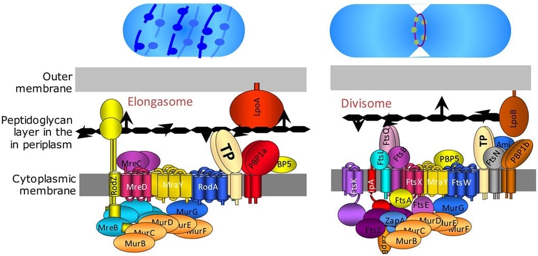 A dividing cell. The machinery separating chromosomes is checked before it runs, and a single unattached chromosome halts the entire process.