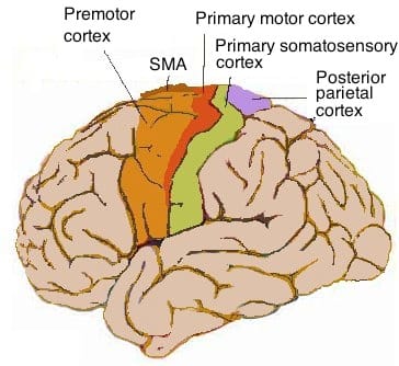 Cortical microstructure. The layered organisation is visible in stained sections and is broadly consistent across regions, which was the basis of the first functional maps.