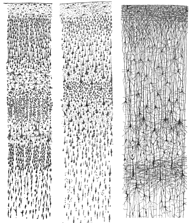 Cajal's drawings of cortical neurons. The cortex's cellular architecture was described by hand from stained sections decades before its function could be measured.