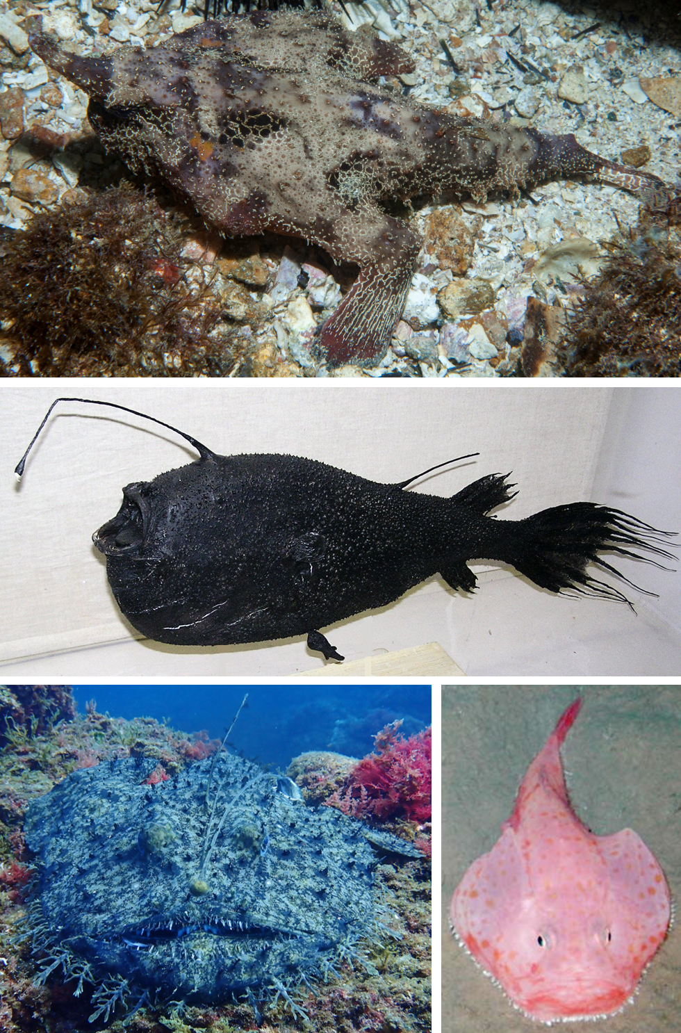 Anglerfish. The lure is produced by symbiotic luminous bacteria, and the extreme size difference between sexes is an adaptation to the difficulty of finding a mate.