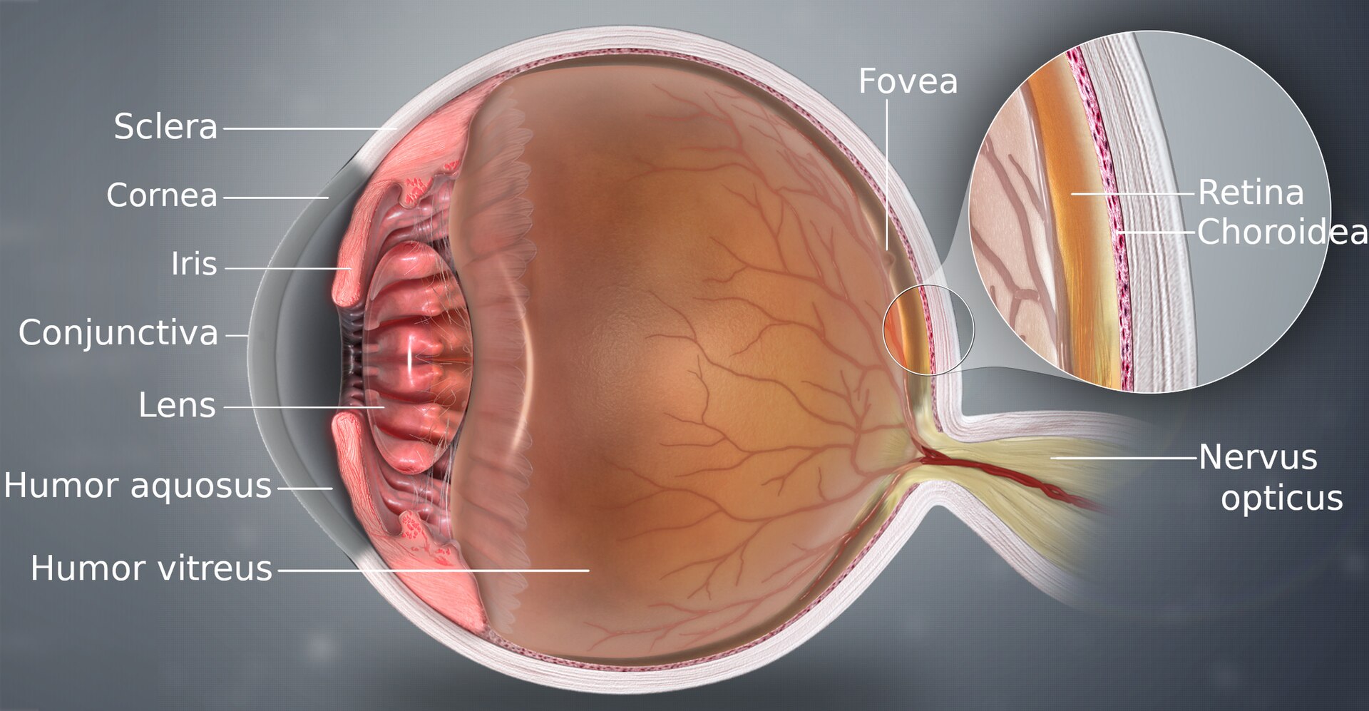 A medical illustration of the eye, showing its main internal structures.