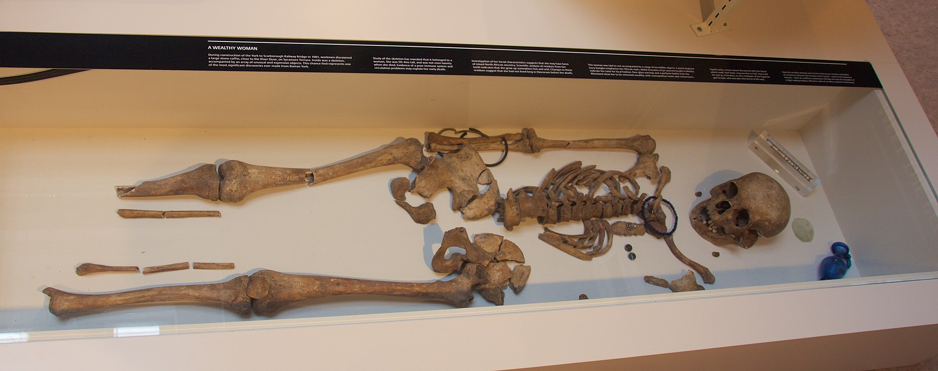 An ancient human skeleton uncovered by archaeological excavation.