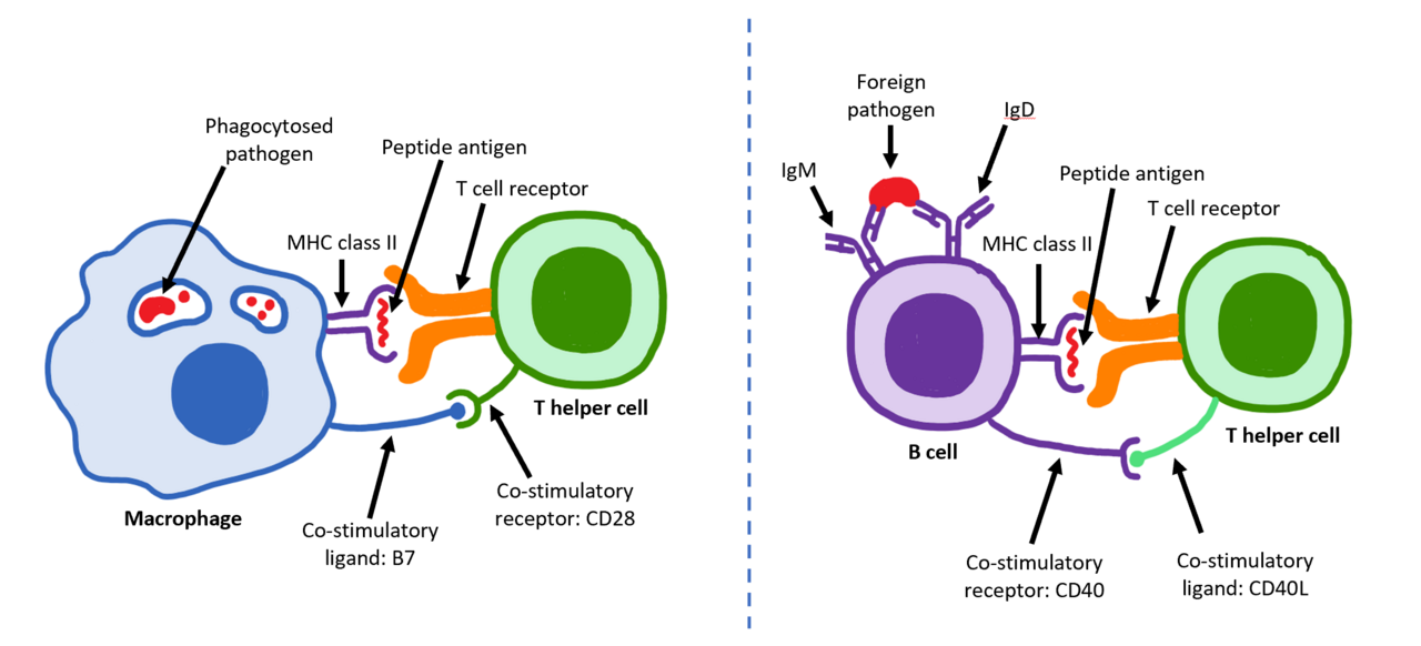 Activation of T and B cells. The adaptive response is slow on first exposure because the few cells matching a given threat must first be found and multiplied.